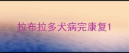 拉布拉多犬病完康复