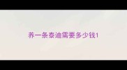 养一条泰迪需要多少钱