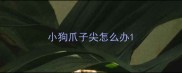 小狗爪子尖怎么办