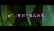 6个月狗狗感冒流鼻涕