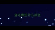 金毛脚垫什么颜色