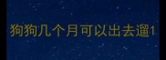 狗狗几个月可以出去遛
