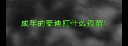 成年的泰迪打什么疫苗