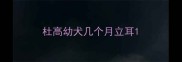 杜高幼犬几个月立耳