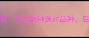 金毛配种指南优生优育必看科学配种选对品种后代更健康活泼附配种禁忌