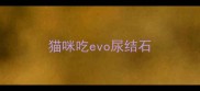 猫咪吃evo尿结石