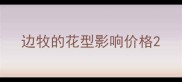 边牧的花型影响价格