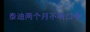 泰迪两个月不听口令