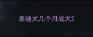 泰迪犬几个月成犬