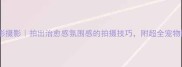 金毛背影摄影拍出治愈感氛围感的拍摄技巧附超全宠物摄影指南