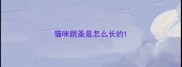 猫咪跳蚤是怎么长的