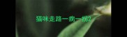 猫咪走路一瘸一拐