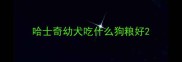 哈士奇幼犬吃什么狗粮好