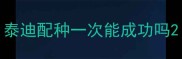 泰迪配种一次能成功吗