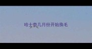 哈士奇几月份开始换毛
