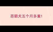 恶霸犬五个月多重