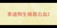 泰迪狗生殖器出血