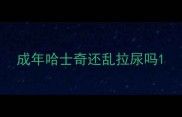 成年哈士奇还乱拉尿吗