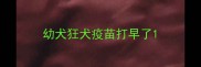幼犬狂犬疫苗打早了