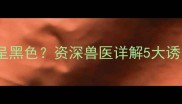 哈士奇异常分泌物呈黑色资深兽医详解5大诱因与专业护理指南