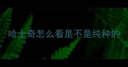 哈士奇怎么看是不是纯种的