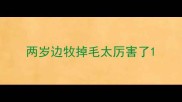 两岁边牧掉毛太厉害了