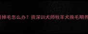 边牧14个月掉毛怎么办资深训犬师牧羊犬换毛期养护全攻略
