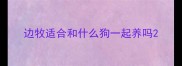 边牧适合和什么狗一起养吗