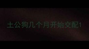 土公狗几个月开始交配