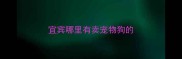 宜宾哪里有卖宠物狗的