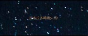 拉布拉多喝猪头汤