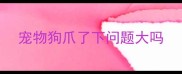 宠物狗爪了下问题大吗