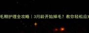缅因猫换毛期护理全攻略3月龄开始掉毛教你轻松应对炸毛季