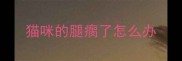 猫咪的腿瘸了怎么办