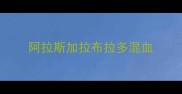 阿拉斯加拉布拉多混血