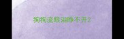 狗狗流眼泪睁不开
