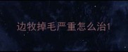 边牧掉毛严重怎么治