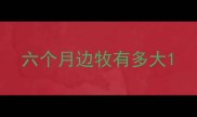 六个月边牧有多大