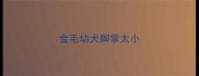 金毛幼犬脚掌太小