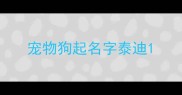 宠物狗起名字泰迪