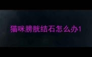 猫咪膀胱结石怎么办