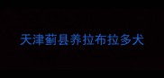 天津蓟县养拉布拉多犬