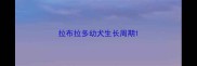 拉布拉多幼犬生长周期