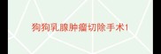 狗狗乳腺肿瘤切除手术