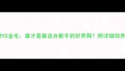 哈士奇VS金毛谁才是最适合新手的好养狗附详细饲养指南