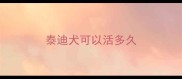 泰迪犬可以活多久