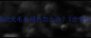 黑色哈士奇幼犬毛发褪色怎么办3步专业养护指南