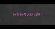 拉布拉多犬吃肉吗