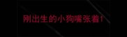 刚出生的小狗嘴张着