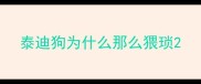 泰迪狗为什么那么猥琐